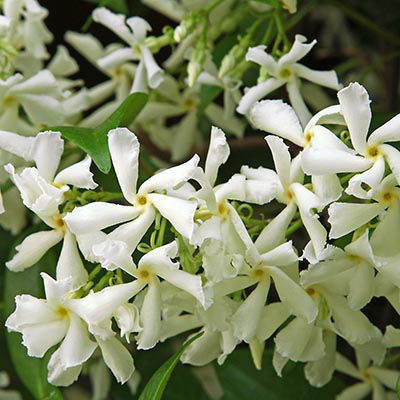 plante grimpante - le jasmin étoilé